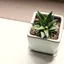 plant-on-a-hand